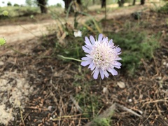 Pycnocomon intermedium