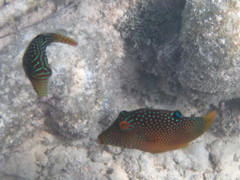 Canthigaster solandri