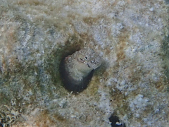 Glyptoparus delicatulus