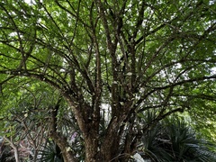 Parmentiera cereifera