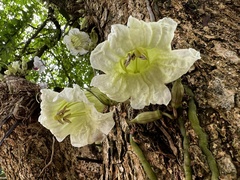 Parmentiera cereifera