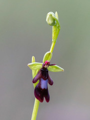 Ophrys insectifera insectifera