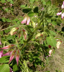 Ononis rotundifolia