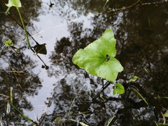 Petasites spurius