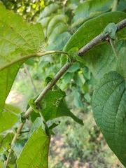 Croton blanchetianus