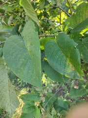 Croton blanchetianus