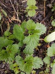 Urtica galeopsifolia