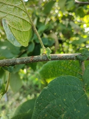 Croton blanchetianus