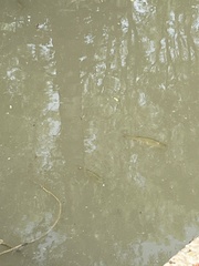 Scardinius erythrophthalmus
