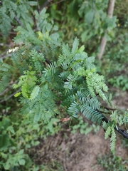 Mimosa tenuiflora