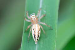 Telamonia