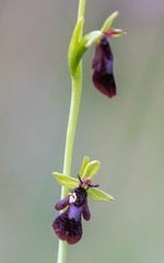 Ophrys insectifera insectifera