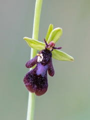 Ophrys insectifera insectifera
