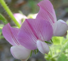 Ononis rotundifolia