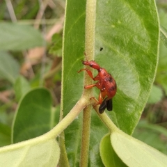 Paratrachelophorus nodicornis