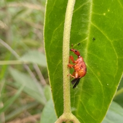 Paratrachelophorus nodicornis