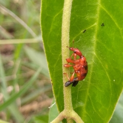 Paratrachelophorus nodicornis
