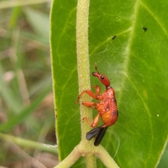 Paratrachelophorus nodicornis