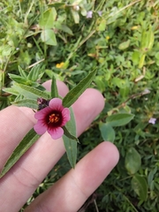 Sida castanocarpa