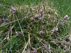 Chamaecytisus purpureus
