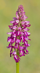 Orchis × bergonii