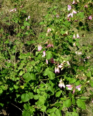 Ononis rotundifolia