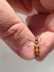 Nemognatha chrysomelina