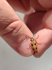 Nemognatha chrysomelina