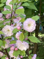 Amygdalus