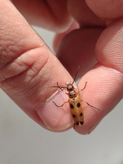 Nemognatha chrysomelina