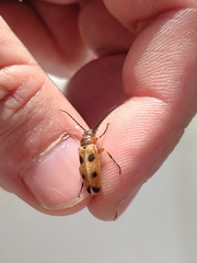 Nemognatha chrysomelina