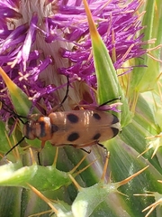 Nemognatha chrysomelina