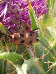 Nemognatha chrysomelina