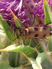 Nemognatha chrysomelina