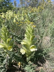 Acanthus hirsutus