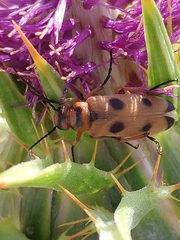 Nemognatha chrysomelina