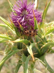 Nemognatha chrysomelina