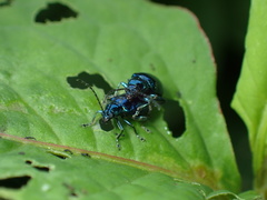 Altica cyanea