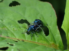 Altica cyanea