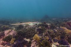 Fistularia tabacaria