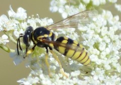 Bicyrtes capnopterus