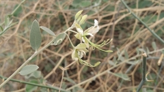Cadaba fruticosa
