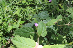 Howittia trilocularis