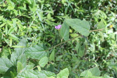 Howittia trilocularis