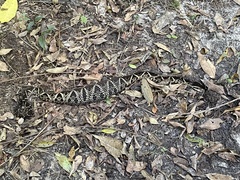 Bothrops jararacussu