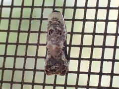 Acleris nivisellana
