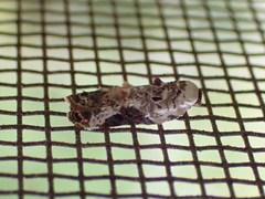 Acleris nivisellana