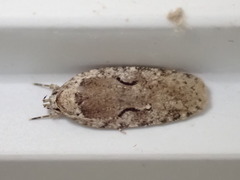 Agonopterix curvilineella