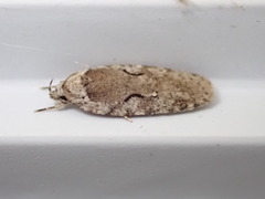 Agonopterix curvilineella