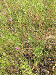 Dalea tenuis